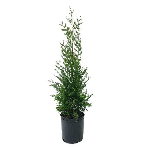 Thuja Discount Packs