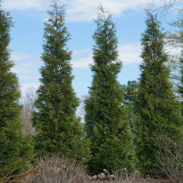 american-pillar-web.jpg__PID:b6ceb56b-1a09-4ed3-966c-d8f7f0efba91