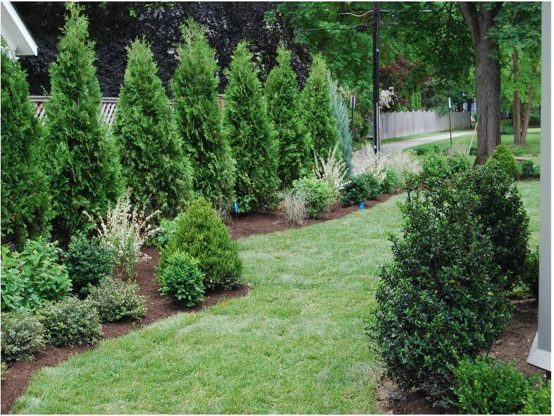 Thuja Trees